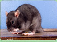 rat control Grangetown