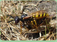 wasp control Grangetown